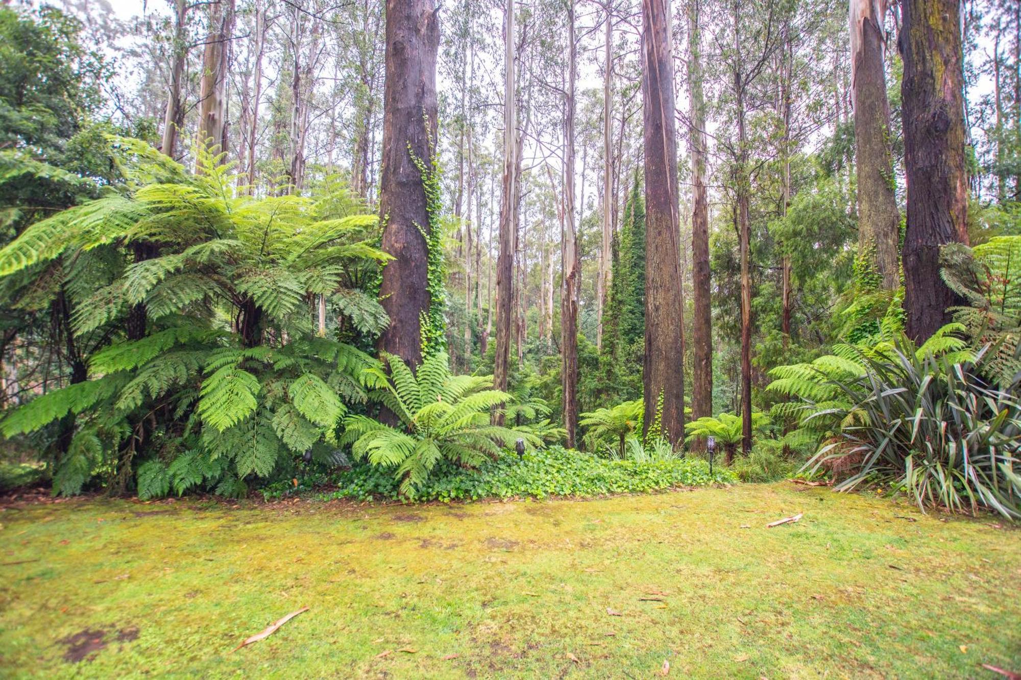 The Fernglen Forest Retreat Mount Dandenong Exteriör bild