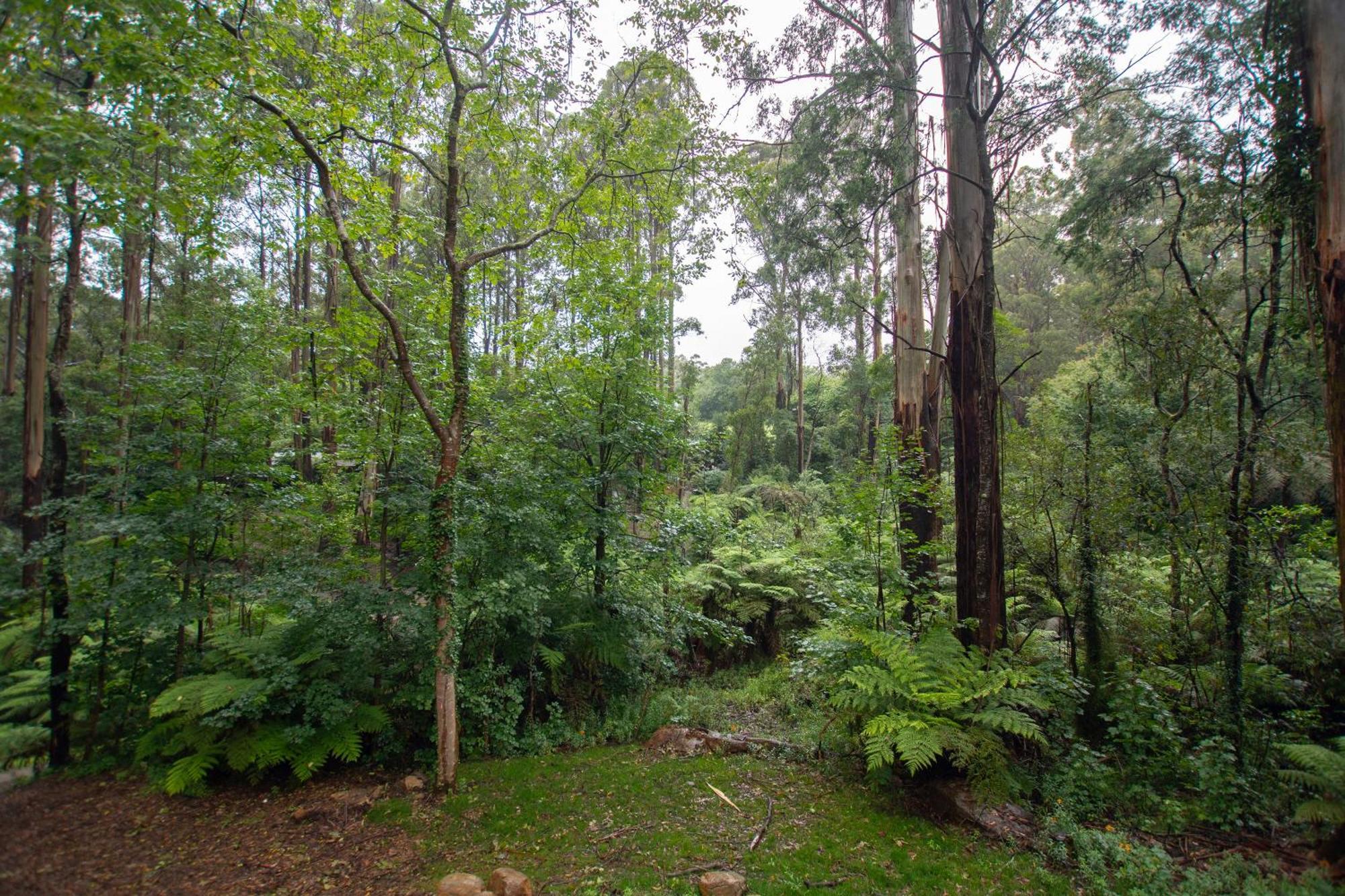 The Fernglen Forest Retreat Mount Dandenong Exteriör bild