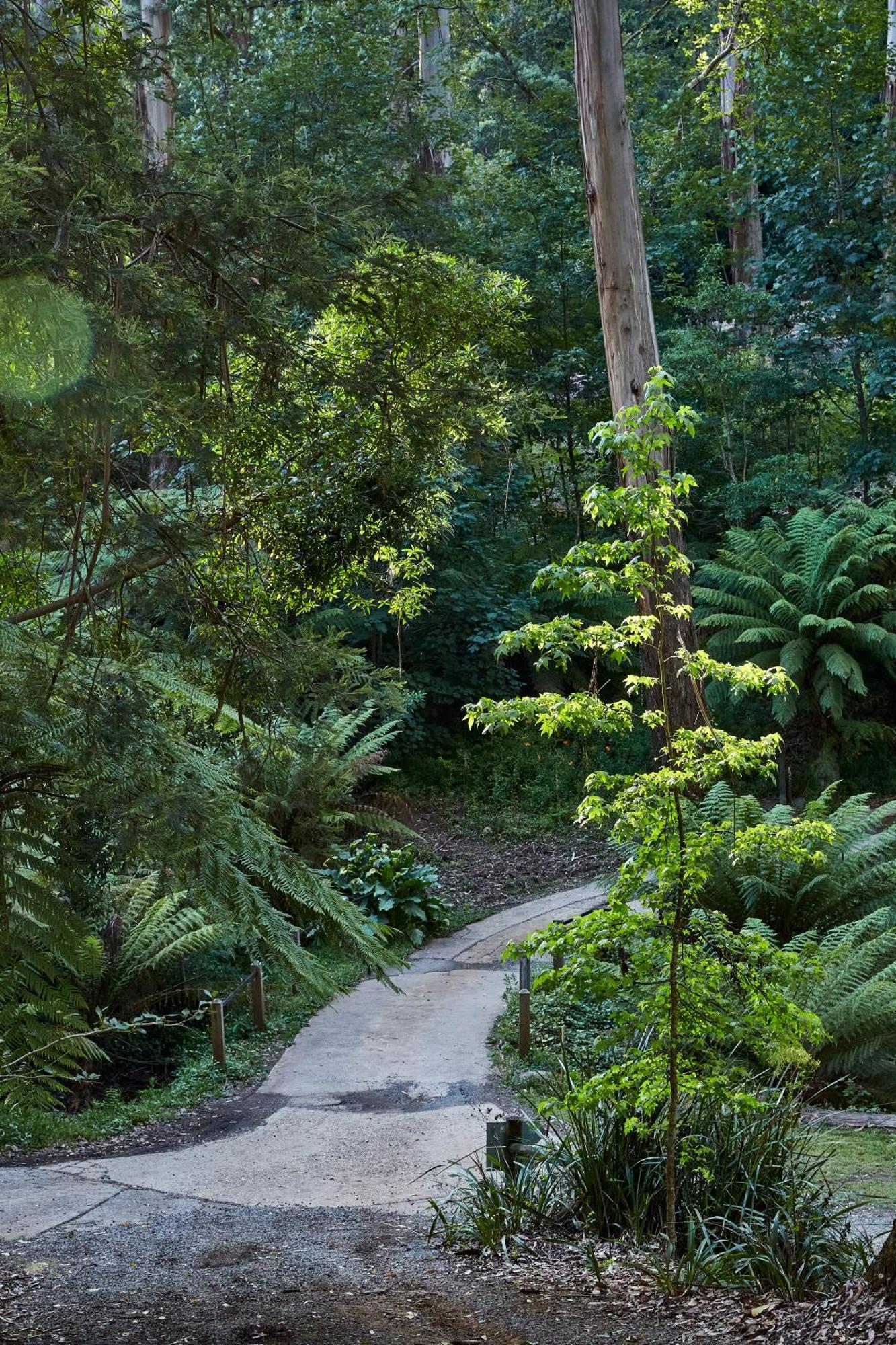 The Fernglen Forest Retreat Mount Dandenong Exteriör bild