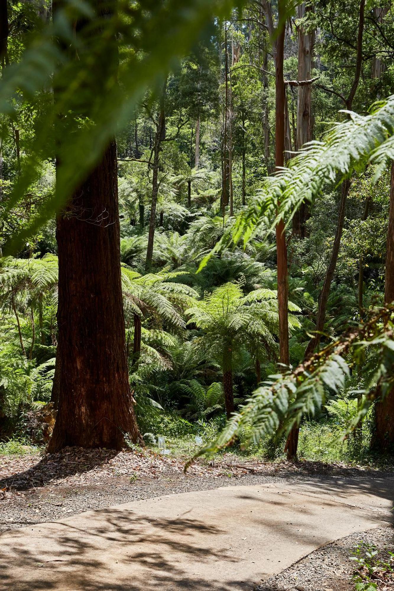 The Fernglen Forest Retreat Mount Dandenong Exteriör bild