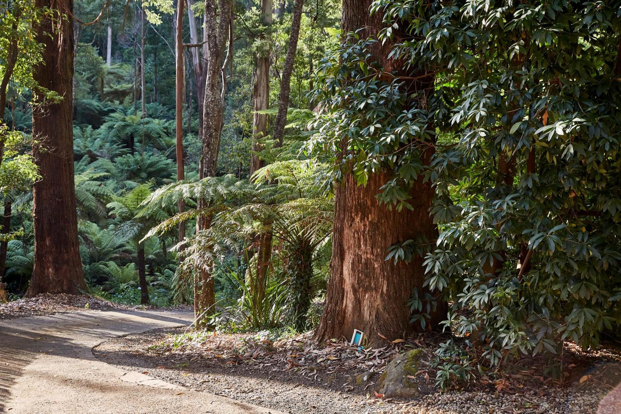 The Fernglen Forest Retreat Mount Dandenong Exteriör bild